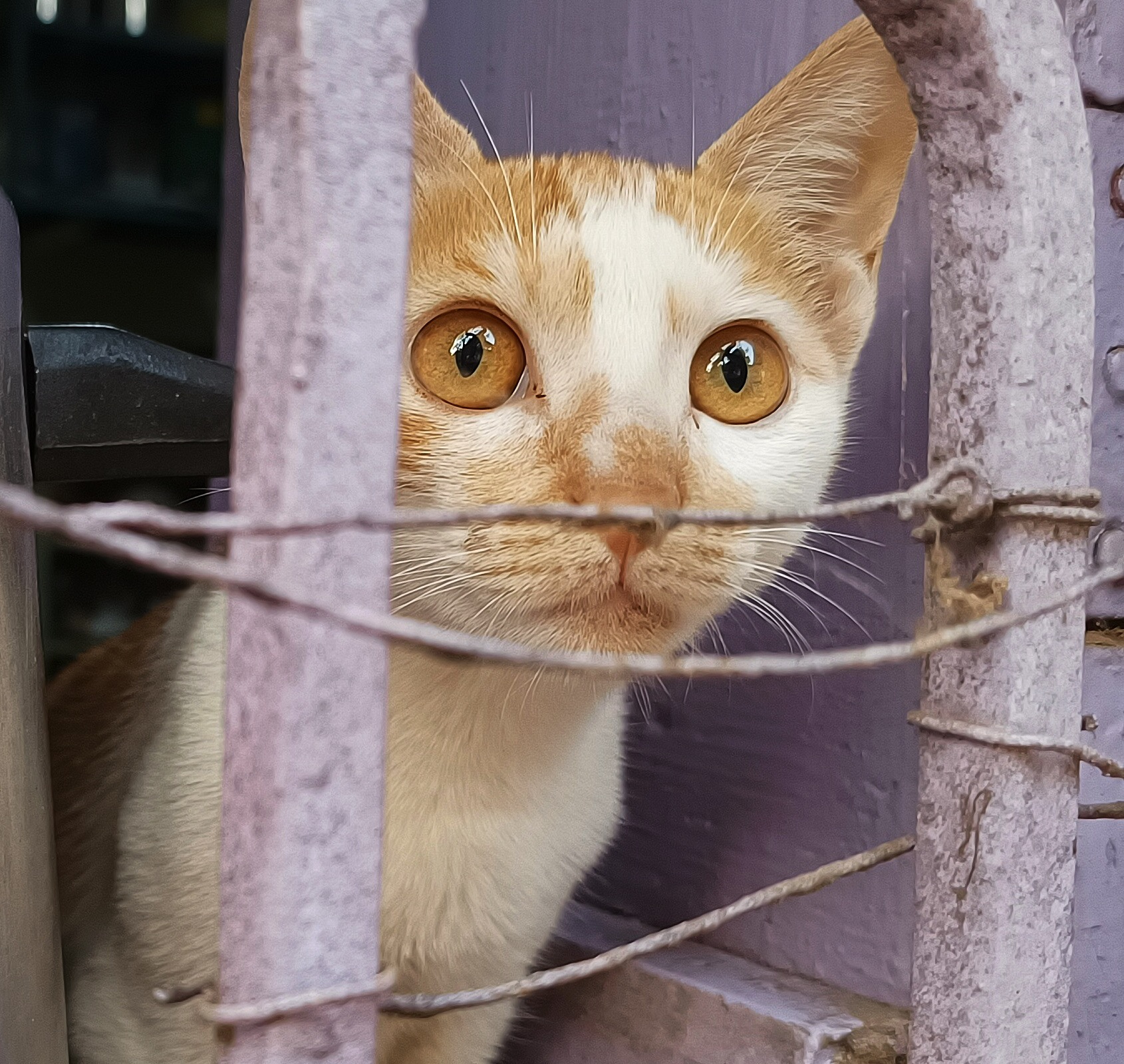 Street Cat